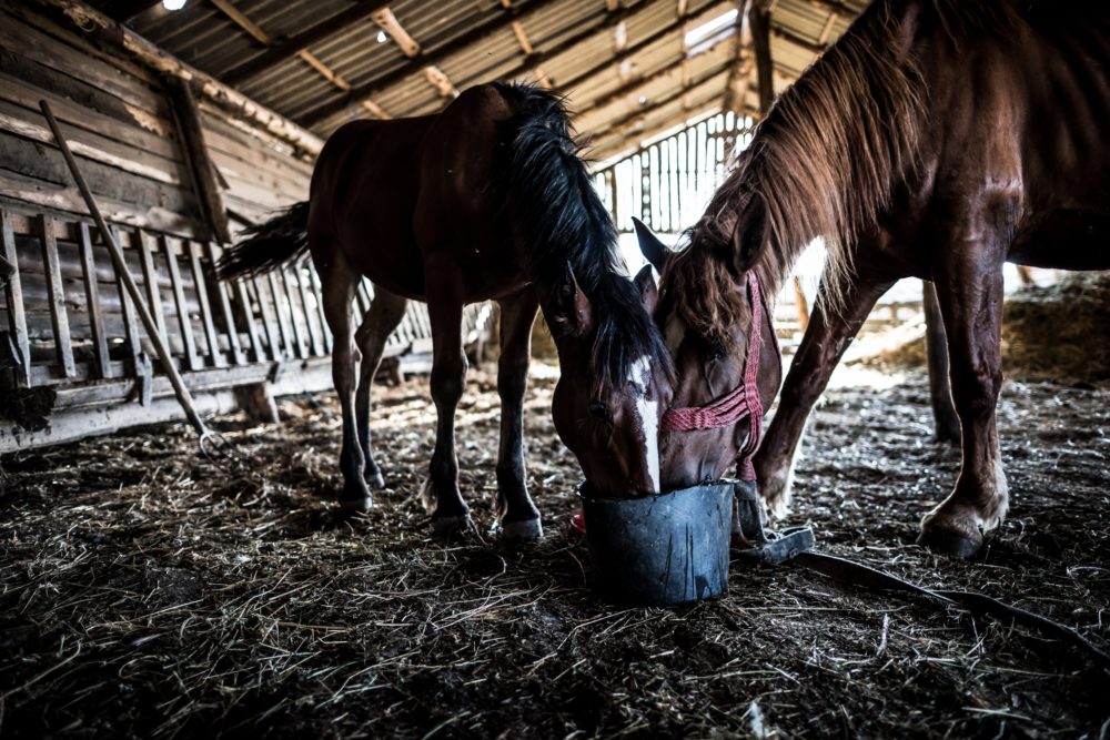 How To Put Weight On A Horse Quickly Best Horse Gears