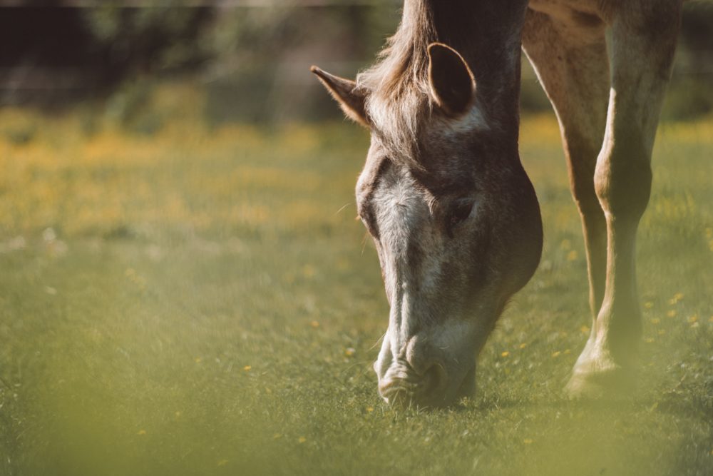 How often should you deworm your horse