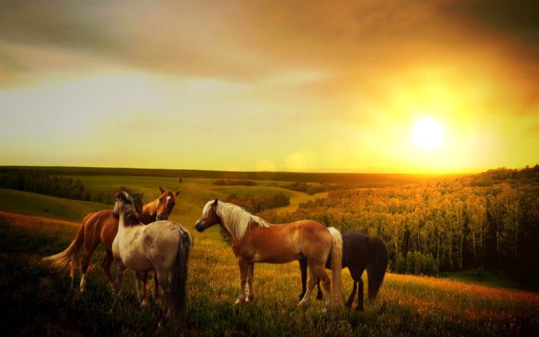 Top 10 Horse Breeds For Beginners - Best Horse Gears