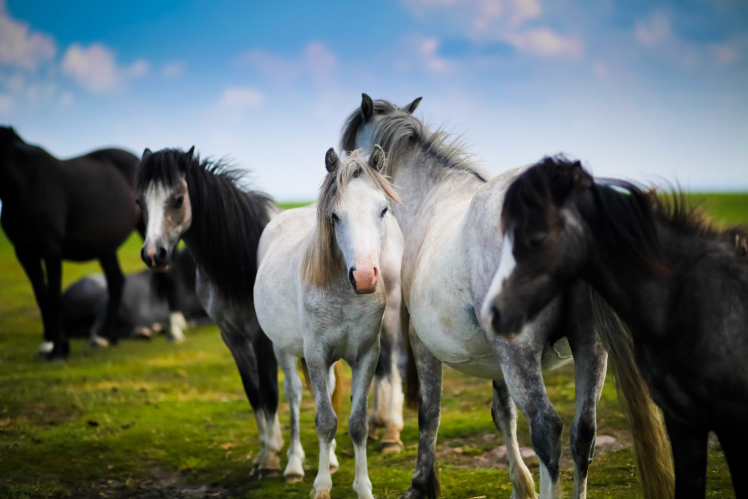 how-much-space-does-a-horse-need-best-horse-gears