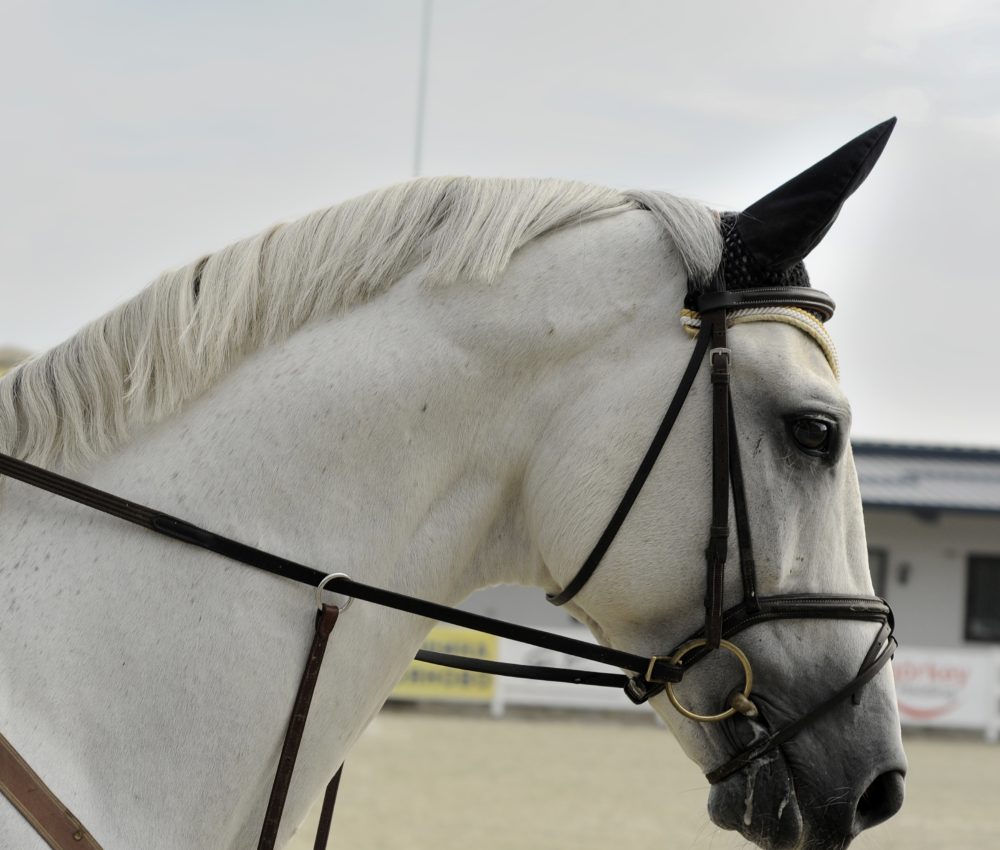 The Ultimate Best Western Bridle Reviews - Best Horse Gears