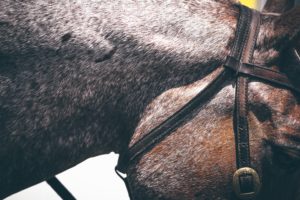 How To Choose The Right Bridle For Your Horse