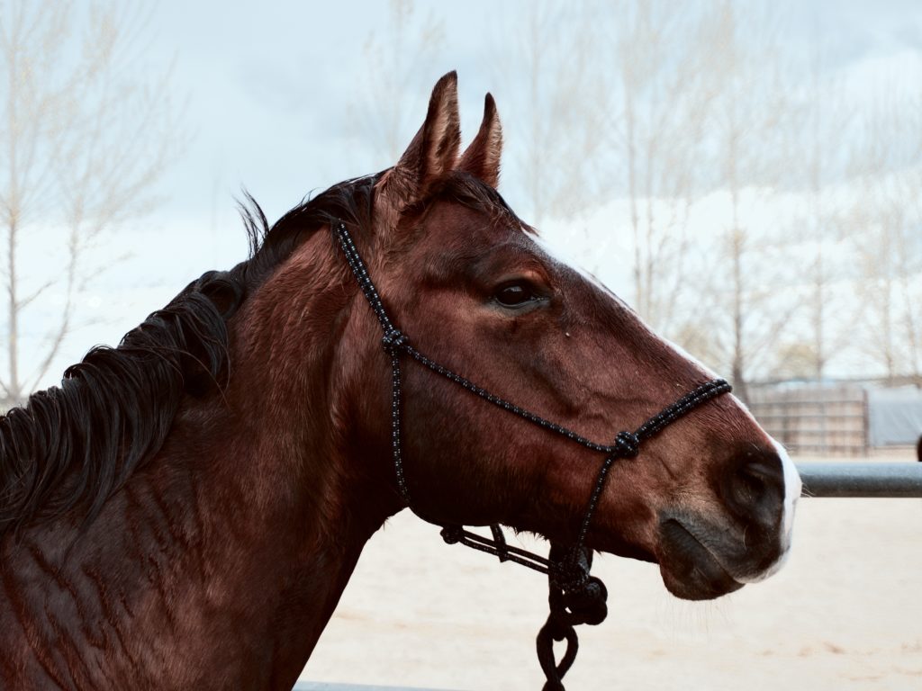 The Most Comprehensive Bitless Bridle Reviews Best Horse Gears
