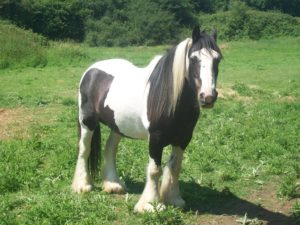 Gypsy horse