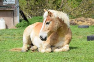 Haflinger Horses