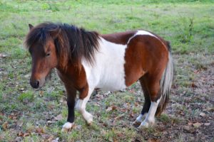 Shetland Pony