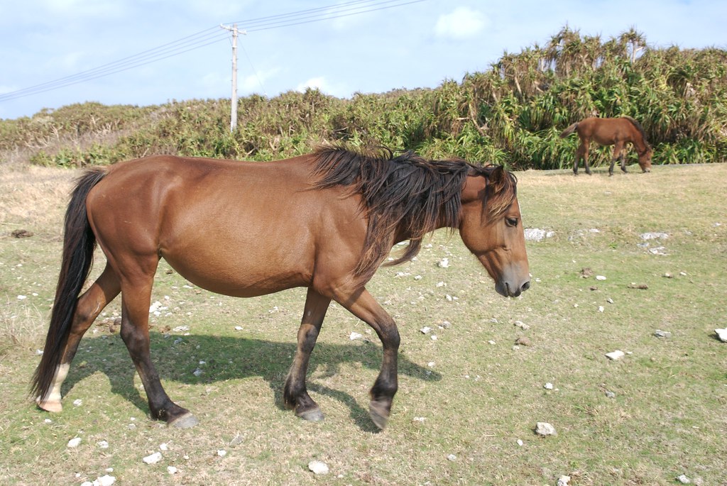 Yonaguni horse